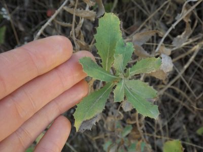Hazardia squarrosa, photographed by Amy