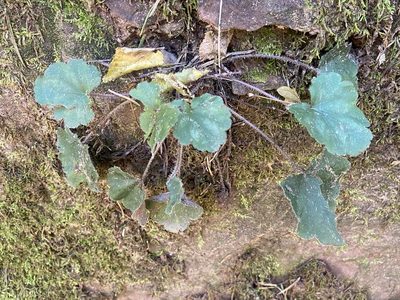 Heuchera inconstans, photographed by Brian Finzel