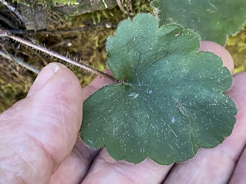 Heuchera inconstans, photographed by Brian Finzel