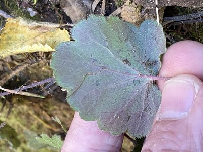 Heuchera inconstans, photographed by Brian Finzel