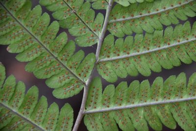 Dryopteris goldieana, photographed by Pierre Cartier