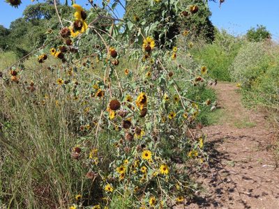 Helianthus argophyllus, photographed by Suanne Pyle