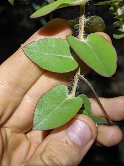 Arctostaphylos pechoensis, photographed by Trevor Van Loon