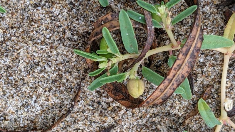 Euphorbia polygonifolia, photographed by Erin Lalime