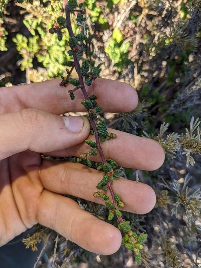 Ceanothus impressus, photographed by Trevor Van Loon