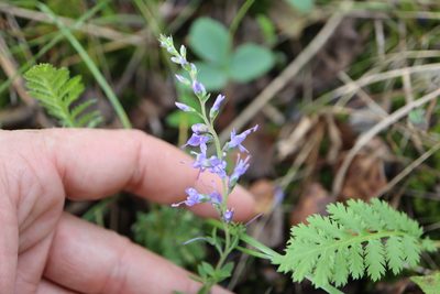 Veronica longifolia, photographed by Henry "Nick" Robertson