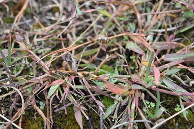 Digitaria ischaemum, photographed by Henry "Nick" Robertson