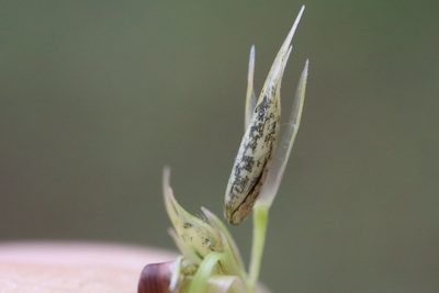 Sporobolus vaginiflorus, photographed by Henry "Nick" Robertson