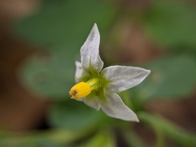Solanum emulans, photographed by cgmayers