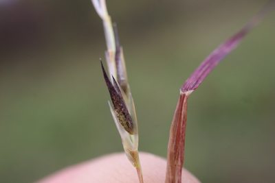 Sporobolus vaginiflorus, photographed by Henry "Nick" Robertson