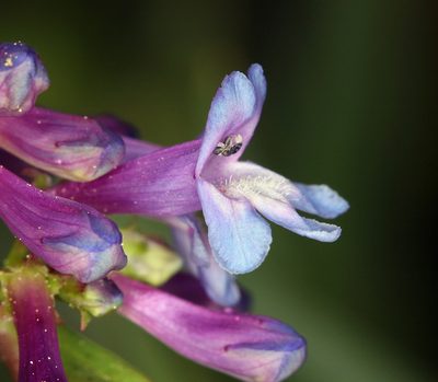 Penstemon parvulus, photographed by Steve Matson
