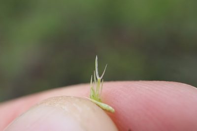 Sporobolus vaginiflorus, photographed by Henry "Nick" Robertson