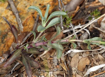 Penstemon parvulus, photographed by Steve Matson