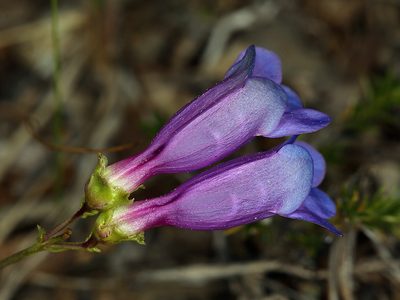 Penstemon parvulus, photographed by Steve Matson