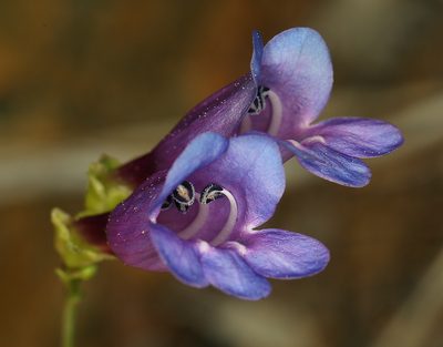 Penstemon parvulus, photographed by Steve Matson