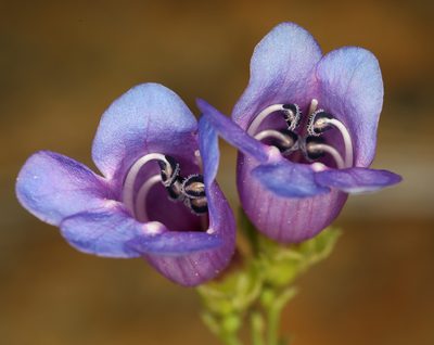 Penstemon parvulus, photographed by Steve Matson
