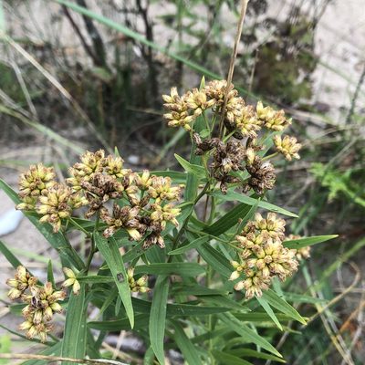 Euthamia graminifolia, photographed by Andrew Sebastian