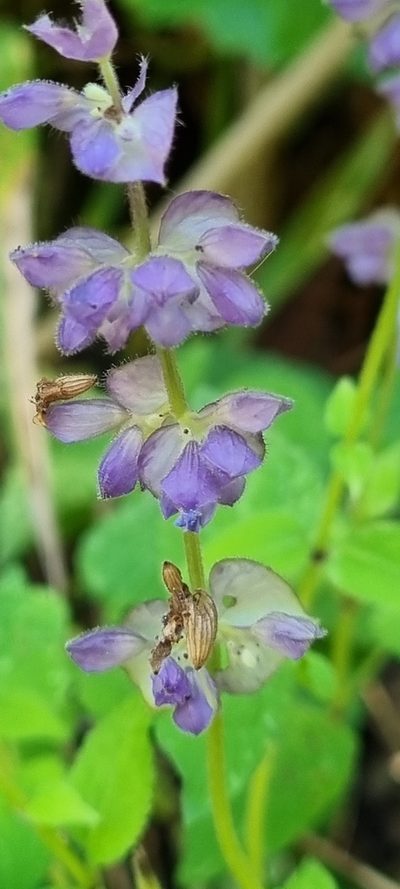 Salvia compsostachys, photographed by Susana De la Torre Zavala