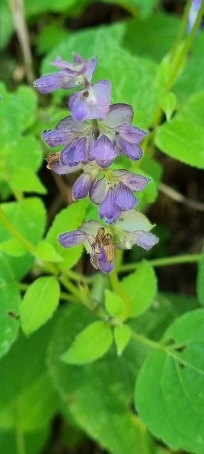 Salvia compsostachys, photographed by Susana De la Torre Zavala