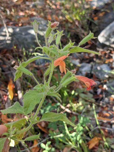 Clinopodium mimuloides, photographed by Trevor Van Loon