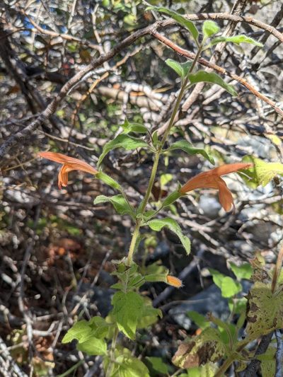 Clinopodium mimuloides, photographed by Trevor Van Loon