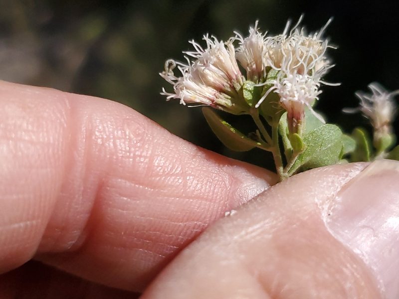 Ageratina wrightii, photographed by Craig Martin