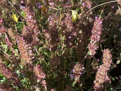 Thymus pulegioides, photographed by lejones417
