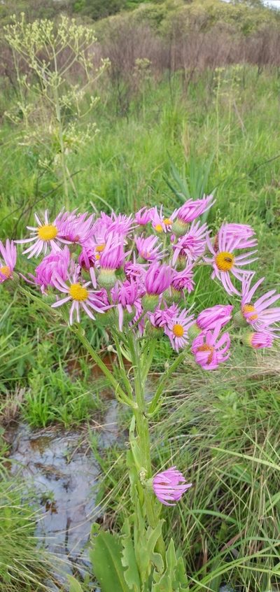 Senecio icoglossus, photographed by Edson Luis Fabro Gasperin