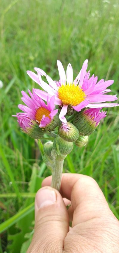 Senecio icoglossus, photographed by Edson Luis Fabro Gasperin