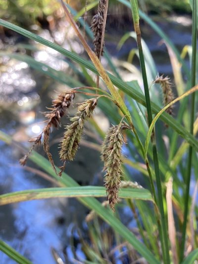 Carex gynandra, photographed by er-birds