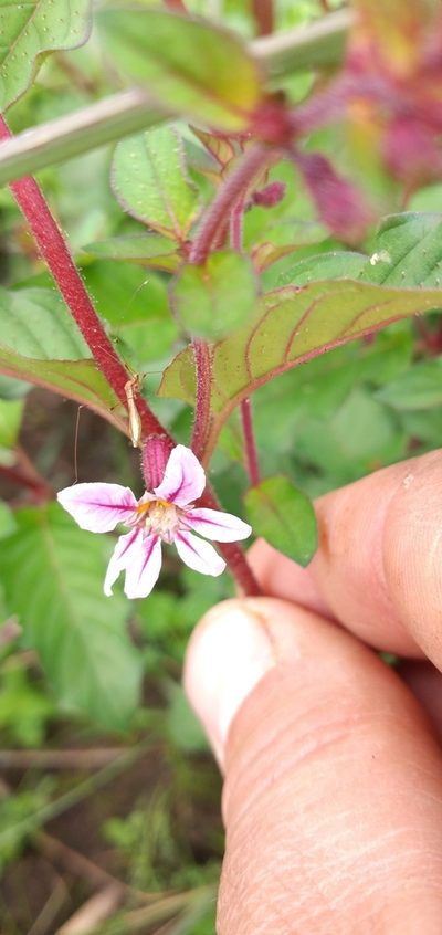 Cuphea tuberosa, photographed by Edson Luis Fabro Gasperin