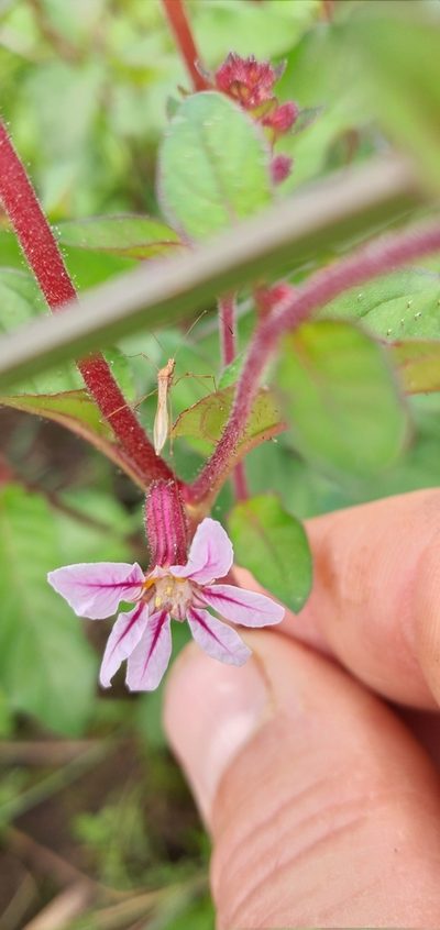 Cuphea tuberosa, photographed by Edson Luis Fabro Gasperin