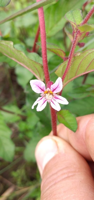Cuphea tuberosa, photographed by Edson Luis Fabro Gasperin