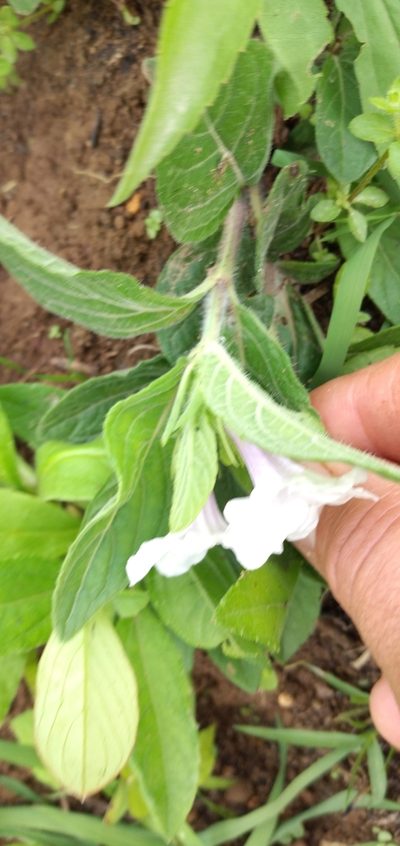 Ruellia morongii, photographed by Edson Luis Fabro Gasperin