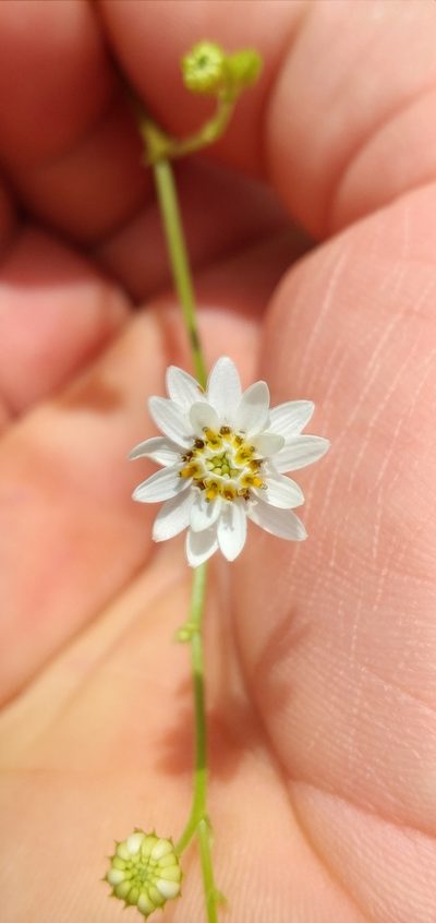 Pamphalea maxima, photographed by Edson Luis Fabro Gasperin