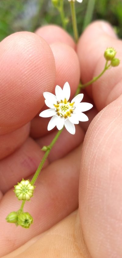 Pamphalea maxima, photographed by Edson Luis Fabro Gasperin