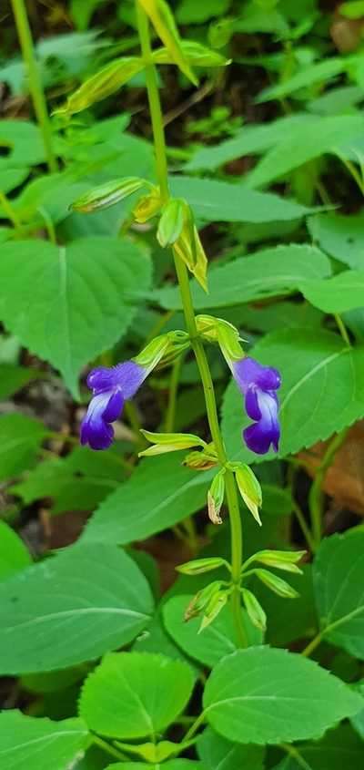 Salvia caudata, photographed by Hamlet Avilés Arnaut