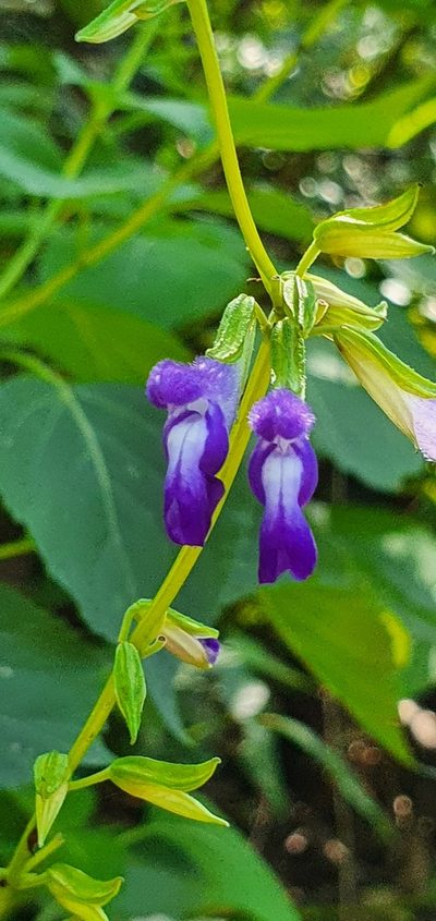 Salvia caudata, photographed by Hamlet Avilés Arnaut