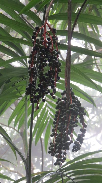 Chamaedorea costaricana, photographed by maryury