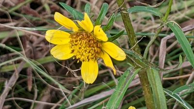 Bidens cernua, photographed by Erin Lalime