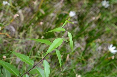 Periploca sepium, photographed by Zinogre