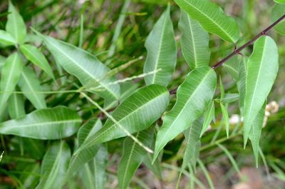 Periploca sepium, photographed by Zinogre
