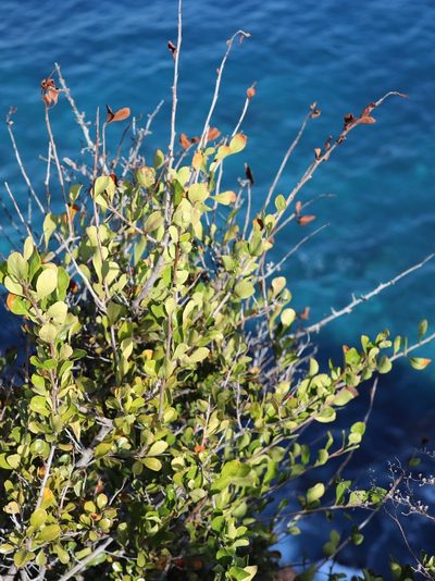 Chamaemeles coriacea, photographed by Vítor Jorge