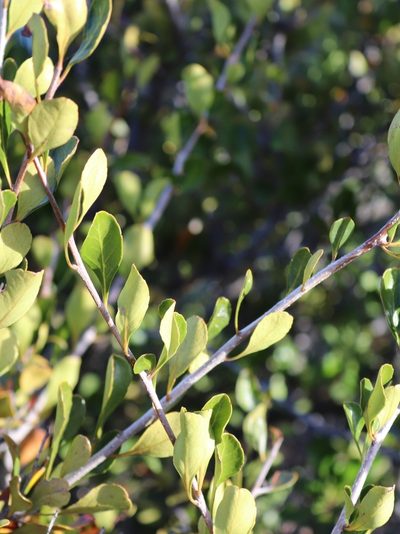Chamaemeles coriacea, photographed by Vítor Jorge