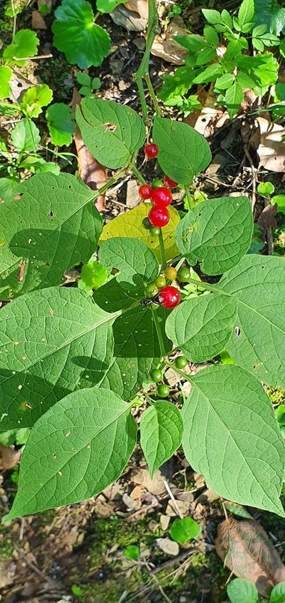 Witheringia mexicana, photographed by Hamlet Avilés Arnaut