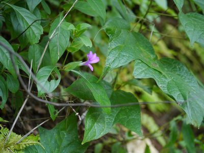 Barleria prattensis, photographed by Dinesh Valke