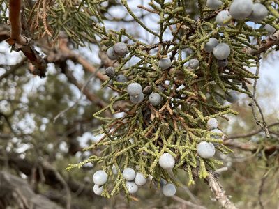 Juniperus occidentalis, photographed by Henrik Kibak