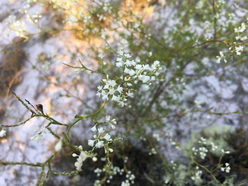 Polygonella polygama, photographed by Sterling Herron