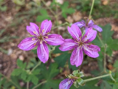 Geranium caespitosum, photographed by Philip Vanbergen