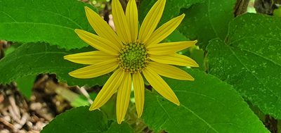 Vigethia mexicana, photographed by Hamlet Avilés Arnaut